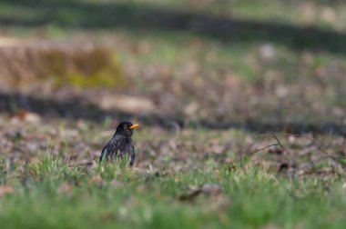 Karatavuk (Turdus merula) yeşil arka planda yer alır. Sarı göz halkası ve gagası olan erkek kuş..