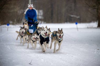 DESTNE, CZECH REPUBLIC - 22 Ocak 2025: Sedivacek 'in kışın dağ manzarasında uzun kızak yarışı. Husky kızak köpek yarışı. Kış köpeği kızak takımı yarışması. 