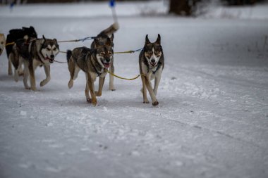 Sedivacek's long, sled dog race in the winter mountain landscape. Husky sled dog racing. Winter dog sport sled team competition. 