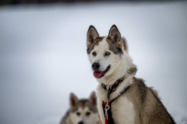 Sedivacek's long, sled dog race in the winter mountain landscape. Husky sled dog racing. Winter dog sport sled team competition. 