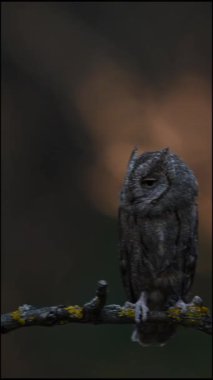 Avrasya baykuşu (Otus scops) karanlık bir çayırda bir ağaç gövdesinde dinleniyor. 4K çözünürlüğü