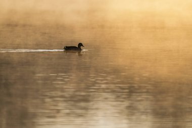 Ördek silueti turuncu gün batımında yüzüyor ve suya yansıyor.