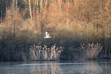 Caspian martı, Larus kachinnans, uçan tek kuş.. 