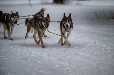 Sedivacek's long, sled dog race in the winter mountain landscape. Husky sled dog racing. Winter dog sport sled team competition. 