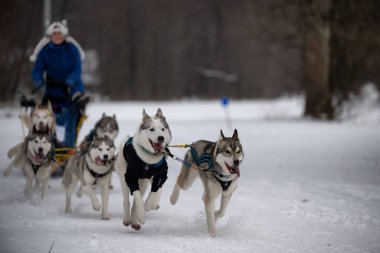 DESTNE, CZECH REPUBLIC - 23 Ocak 2025: Sedivacek 'in kışın dağ manzarasında uzun kızak yarışı. Husky kızak köpek yarışı. Kış köpeği kızak takımı yarışması. 