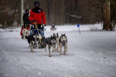 DESTNE, CZECH REPUBLIC - 23 Ocak 2025: Sedivacek 'in kışın dağ manzarasında uzun kızak yarışı. Husky kızak köpek yarışı. Kış köpeği kızak takımı yarışması. 
