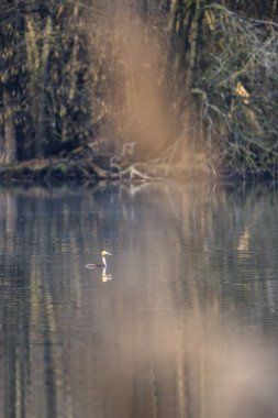 Tek büyük ibikli gres balığı yüzüşü. Podiseps kristali. Bahar sabahı.
