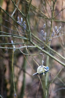 A blue tit perched on a branch of a tree, in a natural outdoor setting. Springtime. Cyanistes caeruleus