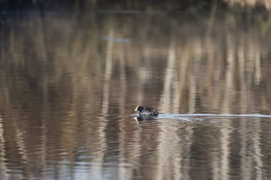 Avrasya yaban ördeği (Fulica atra) bir gölde yüzüyor 