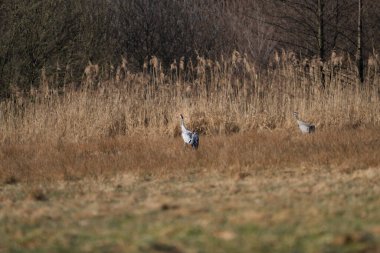 Çayır üzerinde turna çifti. Grus grus