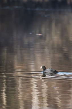Avrasya yaban ördeği (Fulica atra) bir gölde yüzüyor 