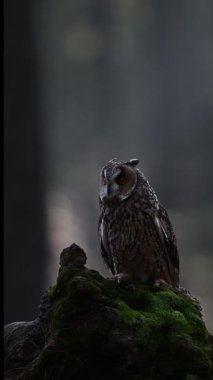 Uzun kulaklı baykuş (Asio Otus) Yaklaş. Karanlık orman geçmişi.
