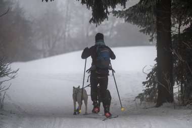 DESTNE, CZECH REPUBLIC - 23 Ocak 2025: Sedivacek 'in kışın dağ manzarasında uzun kızak yarışı. Husky kızak köpek yarışı. Kış köpeği kızak takımı yarışması. 