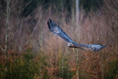Kartal uçuyor. Altın kartal, Aquila chrysaetos, orman çayırında kanatları açık uçuyor. Doğal ortamda avlanan görkemli yırtıcı kuş. Vahşi yaşam doğası. Habitat Avrupa, Kuzey Amerika, Asya.
