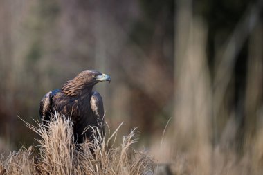 Altın kartal sonbahar doğasında çayırlarda oturuyor.