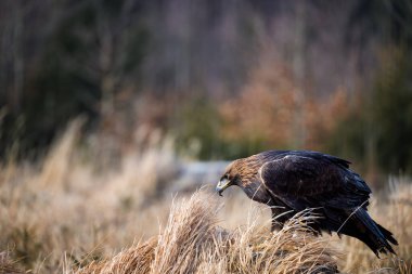 Altın kartal sonbahar doğasında çayırlarda oturuyor.