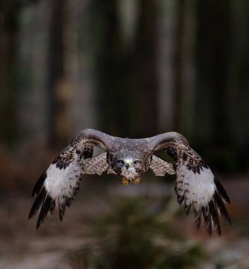 Ormanda uçan Akbaba (Buteo buteo). Orman arkaplanı.