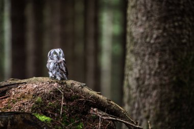 Kırmızı meşe üzerinde oturan küçük baykuş (Athene noctua). Arka planda sonbahar ormanı. Küçük baykuş portresi. Baykuş bakıcılığı ve kırmızı meşe. Ağaçtaki Baykuş.