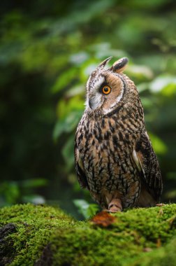 Uzun kulaklı baykuş, Asio otus, yeşil yosunlarla kaplı taş bir duvarda oturuyor..