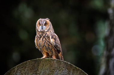 Uzun kulaklı baykuş (Asio otus) eski bir taş mezar taşının üzerine iniyor..