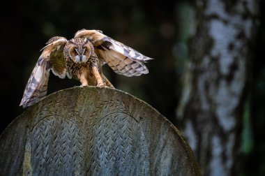 Uzun kulaklı baykuş (Asio otus) eski bir taş mezar taşının üzerine iniyor..