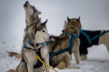 DESTNE, CZECH REPUBLIC - 23 Ocak 2025: Sedivacek 'in kışın dağ manzarasında uzun kızak yarışı. Husky kızak köpek yarışı. Kış köpeği kızak takımı yarışması. 