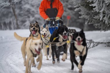 Sedivacek's long, sled dog race in the winter mountain landscape. Husky sled dog racing. Winter dog sport sled team competition. 