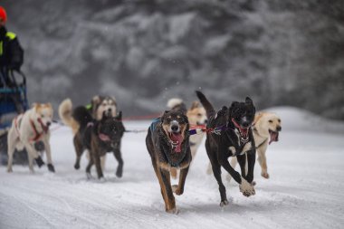 Sedivacek's long, sled dog race in the winter mountain landscape. Husky sled dog racing. Winter dog sport sled team competition. 