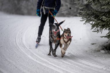 Sedivacek's long, sled dog race in the winter mountain landscape. Husky sled dog racing. Winter dog sport sled team competition. 