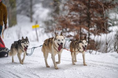 Sedivacek's long, sled dog race in the winter mountain landscape. Husky sled dog racing. Winter dog sport sled team competition. 