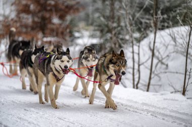 Sedivacek's long, sled dog race in the winter mountain landscape. Husky sled dog racing. Winter dog sport sled team competition. 