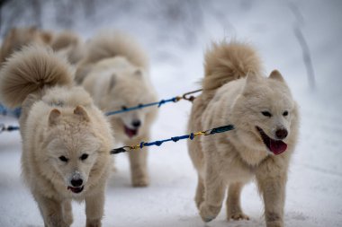 Sedivacek's long, sled dog race in the winter mountain landscape. Husky sled dog racing. Winter dog sport sled team competition. 