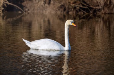Beyaz dilsiz bir kuğu sakin bir su kütlesi üzerinde yüzer. Su mavidir. Bahar geldi..
