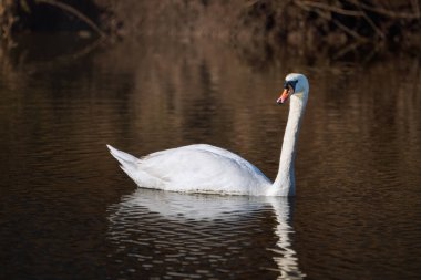 Beyaz dilsiz bir kuğu sakin bir su kütlesi üzerinde yüzer. Su mavidir. Bahar geldi..