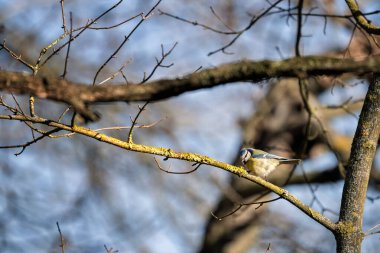Eurasian blue tit(Cyanistes caeruleus)is a small passerine bird. Standing on a branch overgrown by moss.Blue diffused background. Yellow chest, blue wings, white head with blue details. 