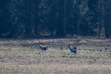 Bulanık ormana karşı çayırda yaygın Crane (Grus grus). Çek Cumhuriyeti, Avrupa.