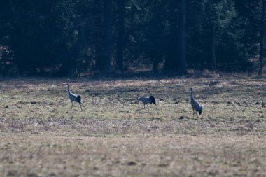 Bulanık ormana karşı çayırda yaygın Crane (Grus grus). Çek Cumhuriyeti, Avrupa.