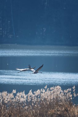 İki vinç (Grus grus) bahar huş ağaçlarının arka planında su üzerinde uçuyor
