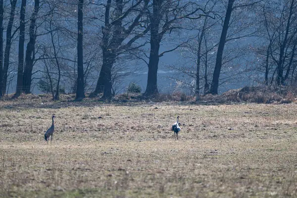 Bulanık ormana karşı çayırda yaygın Crane (Grus grus). Çek Cumhuriyeti, Avrupa.