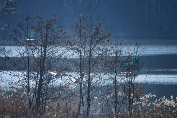 İki vinç (Grus grus) bahar huş ağaçlarının arka planında su üzerinde uçuyor