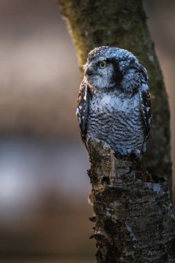 Kırık bir huş ağacının üzerinde oturan Kuzey Şahin Baykuşu (Surnia ulula) baykuşu.
