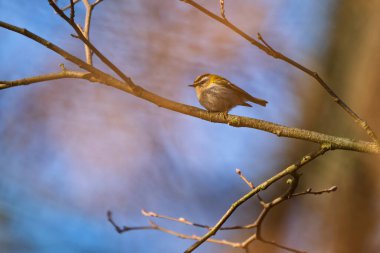 Bu yakın çekimde bir dalın üzerine bir altın arma (Regulus regulus) konmuştur. Arka plan çok güzel bulanık, kuşun narin özelliklerini vurguluyor..