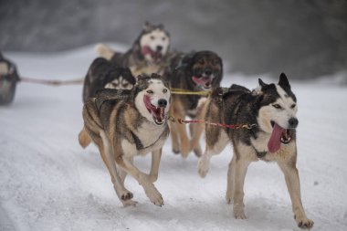Sedivacek's long, sled dog race in the winter mountain landscape. Husky sled dog racing. Winter dog sport sled team competition. 