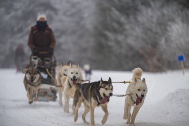 Sedivacek's long, sled dog race in the winter mountain landscape. Husky sled dog racing. Winter dog sport sled team competition. 