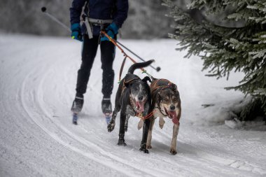 Sedivacek's long, sled dog race in the winter mountain landscape. Husky sled dog racing. Winter dog sport sled team competition. 