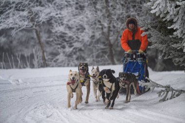 DESTNE, CZECH REPUBLIC - 23 Ocak 2025: Sedivacek 'in kışın dağ manzarasında uzun kızak yarışı. Husky kızak köpek yarışı. Kış köpeği kızak takımı yarışması. 