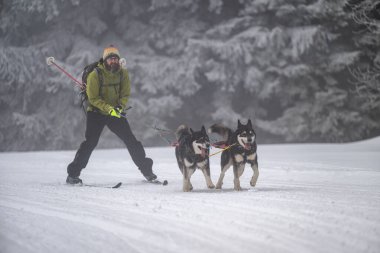 DESTNE, CZECH REPUBLIC - 23 Ocak 2025: Sedivacek 'in kışın dağ manzarasında uzun kızak yarışı. Husky kızak köpek yarışı. Kış köpeği kızak takımı yarışması. 