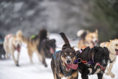 DESTNE, CZECH REPUBLIC - 23 Ocak 2025: Sedivacek 'in kışın dağ manzarasında uzun kızak yarışı. Husky kızak köpek yarışı. Kış köpeği kızak takımı yarışması. 