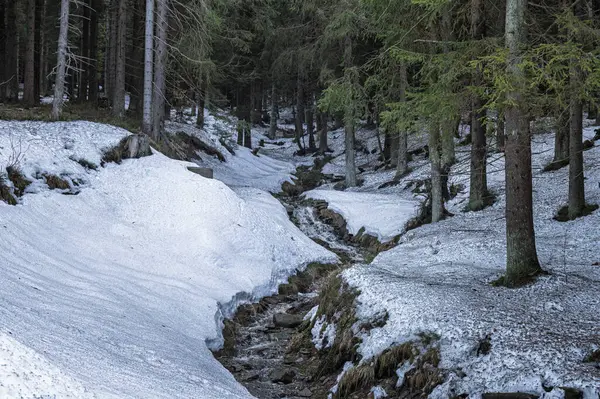 Orlick Dağları 'nda yürüyüş. Karın son kalıntıları, son kayakçılar. Bahar geliyor. Çek Cumhuriyeti