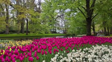 Lisse, Hollanda, 24 Nisan 2024. İnsanlar güneşli bir günde Keukenhof Çiçek Bahçesi 'nde, Keukenhof Bahçeleri' nde, Avrupa Bahçesi 'nde, ilkbaharda renkli lalelerin keyfini çıkarıyorlar.